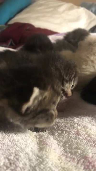 It&rsquo;s always the smallest of the gang that yells the loudest. *sound on*