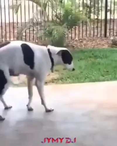 Talented animals.