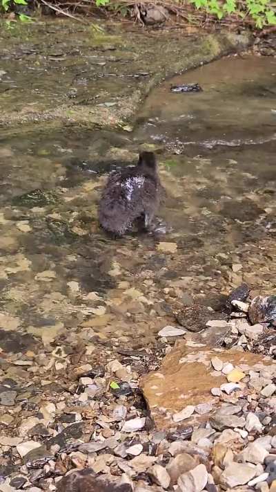 New hire Prim at the creek!