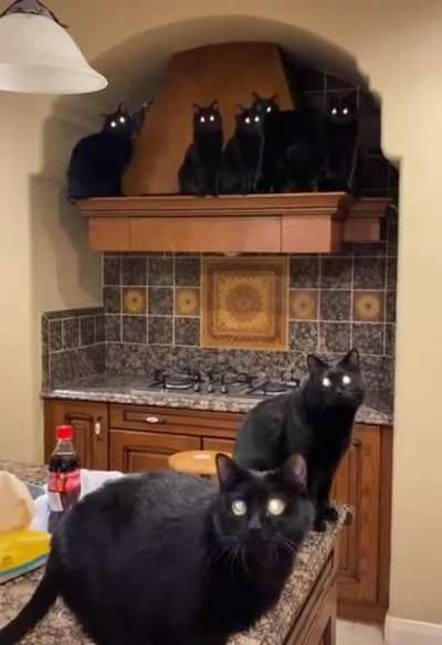 Gl&oacute;ria ao gatos preto
