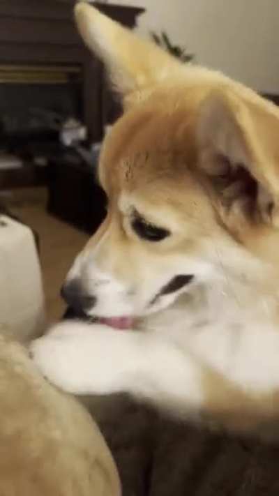 Boxing corgi