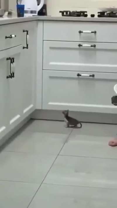 At jumping to the top of the counter