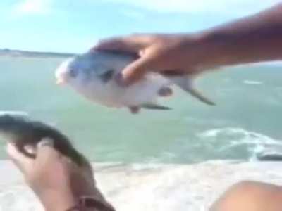 Fish