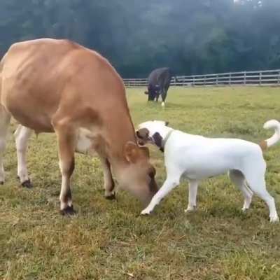 Cows are like big dogs 🐮