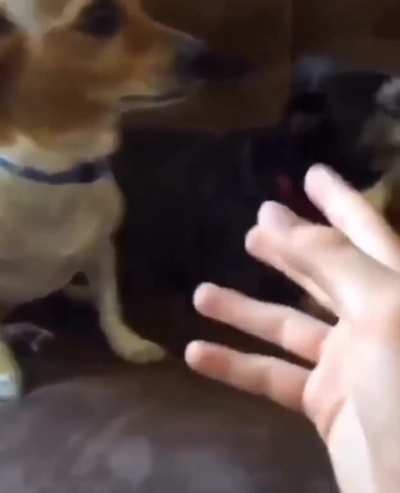No more doggo