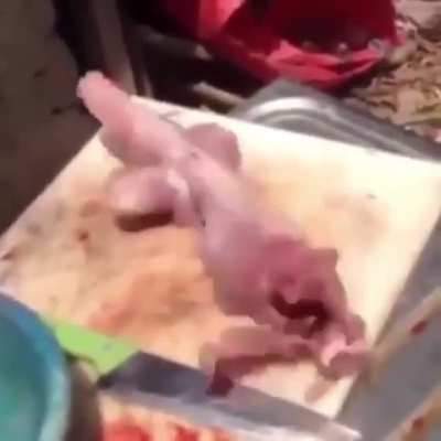 Forbidden fish