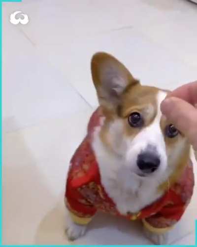 N&atilde;o trole seu melhor amigo e deveria ter um flair para coisas fofas = fofo (かわいい)