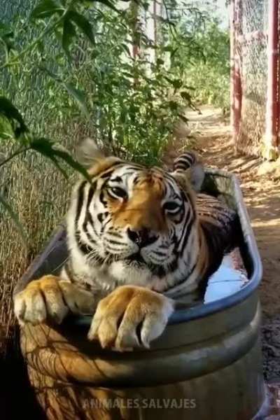 Bathing time