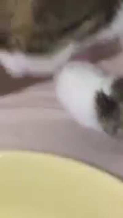 O gatinho provando miojo