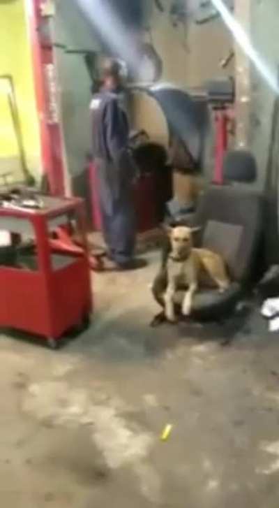 Perro volar silla explosi&oacute;n mec&aacute;nico perfect cut