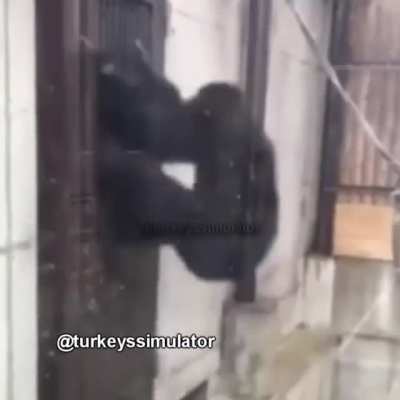 maymublar beraber g&uuml;&ccedil;l&uuml;