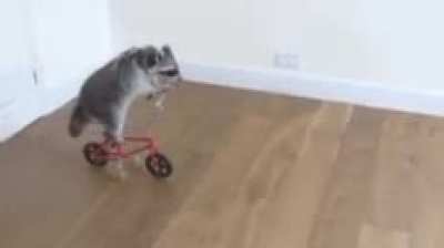 Hi there raccoon lovers ❤🦝✌