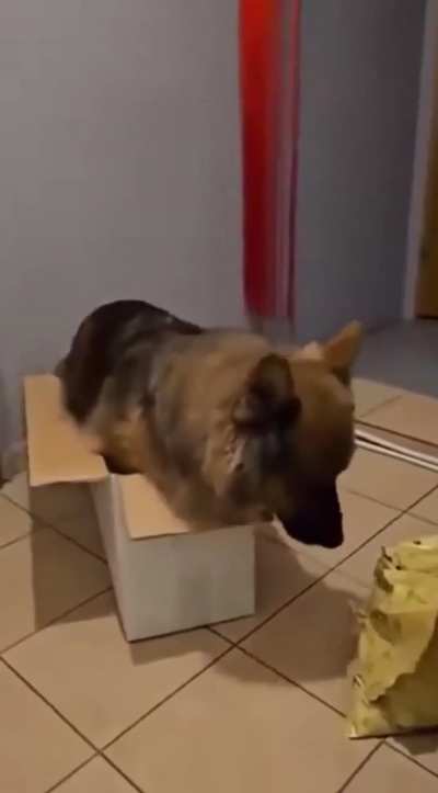 To be a cat