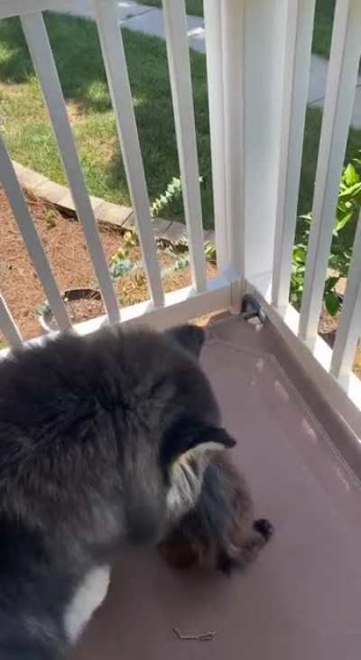 Loves to be outside but eats grass until she pukes. Now she can&rsquo;t leave the porch
