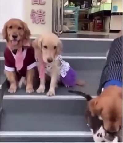 Dog wants the perfect photo but cat doesn’t care