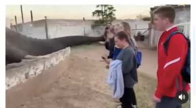 How kind the elephant