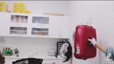 Bring me to the vet, I&rsquo;ll destroy it