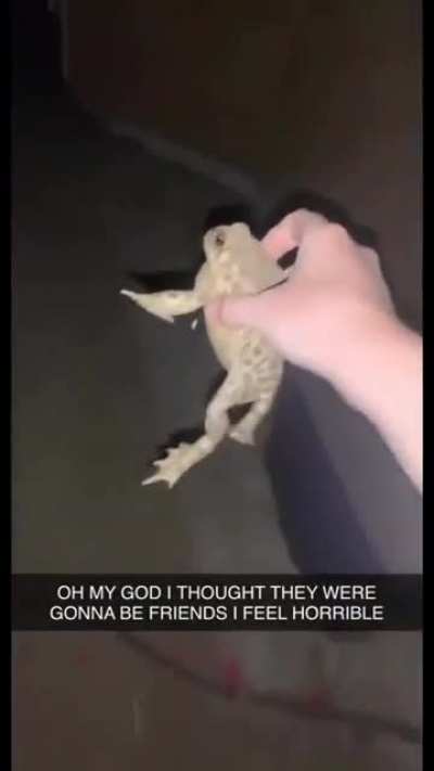 Lonely frog finds a friend