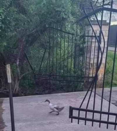 Duck, bane of the gate