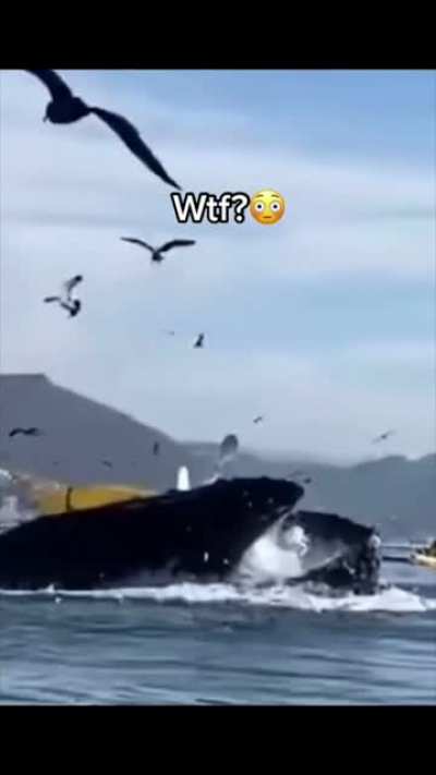 Swallowed by a whale... fortunately she survived