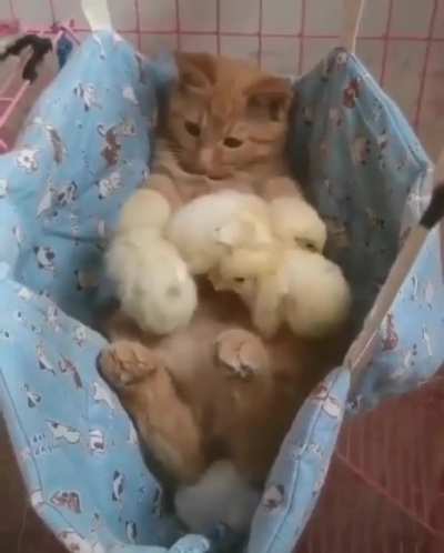 "Are These My Chickens Now?!"