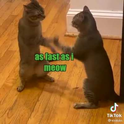 Catnip