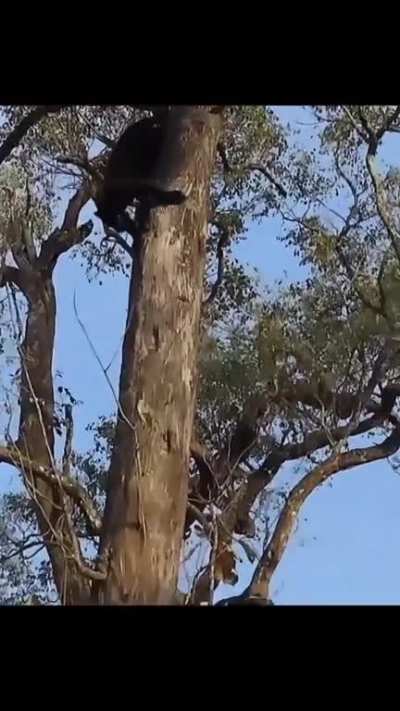 Just a friendly reminder of Panther's Climbing Abilities