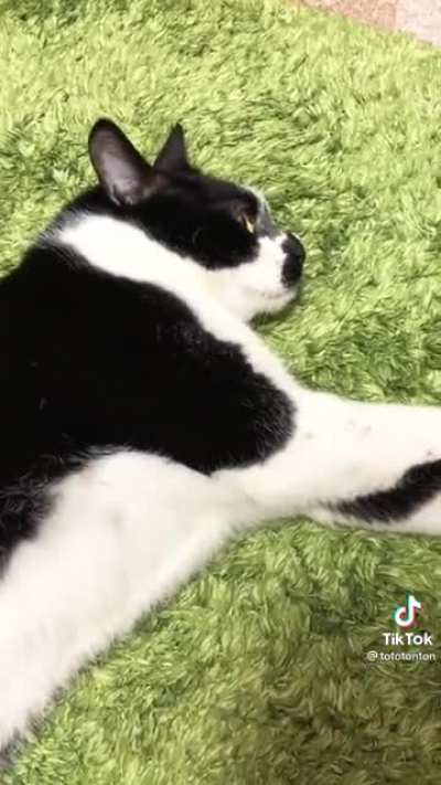 A Cruel Angel's Meowsis
