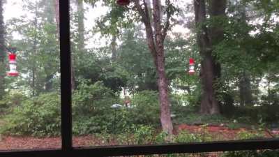Summer storm in the Deep South. Includes nice thunderclap