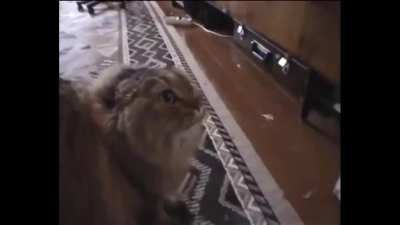 Why Karst (and not Tulina) is literally a Cat Burglar