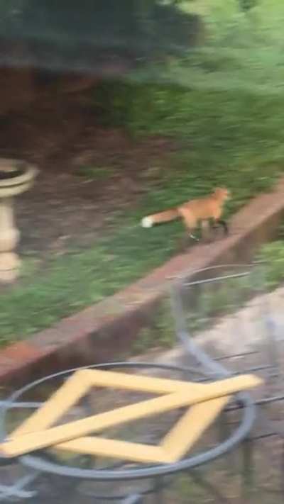 &ldquo;I can not believe it just did that!&rdquo; A**hole fox takes a dump in my gf&rsquo;s birdbath then dips.