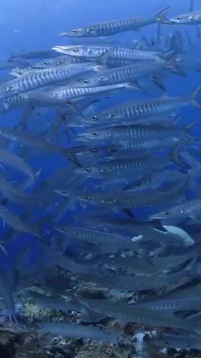 Beautiful Barracuda ballet...