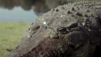 Crocodile