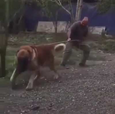 Don&rsquo;t worry he&rsquo;s friendly