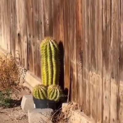 wa