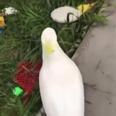 Hëgh