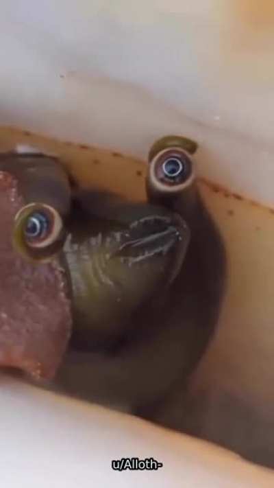 👁👄👁