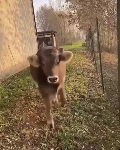 Donut 🍩🐮 😂