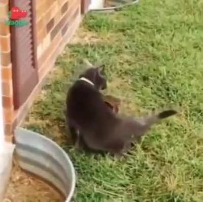 Playing with a friend
