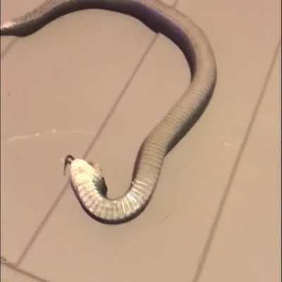 unshaken snek