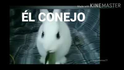 &Eacute;l Conejo