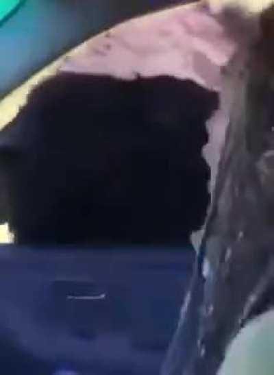 Just chilling in the car