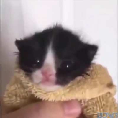 kitty