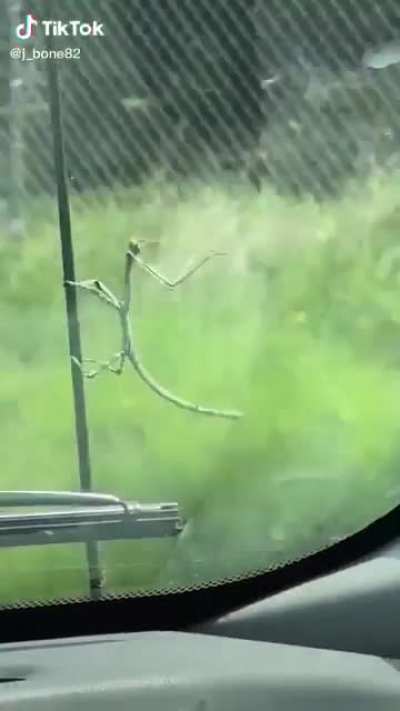 And that&rsquo;s why the mantis prays