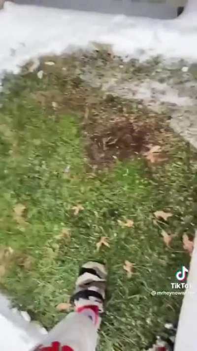 A snowy lawn