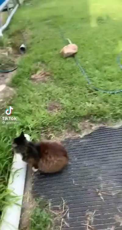 Can&rsquo;t forget the cat