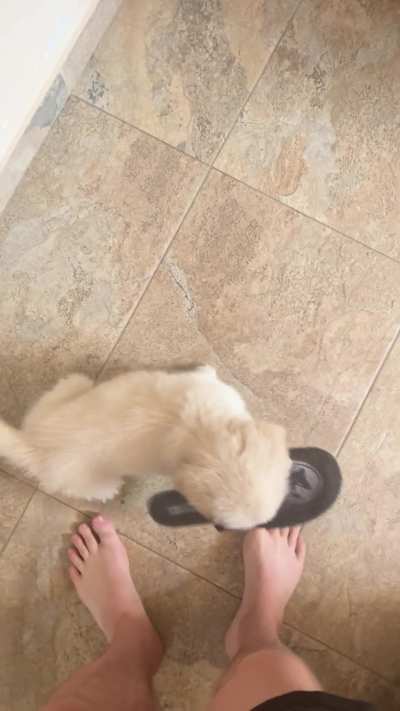 How can I stop him retrieving shoes