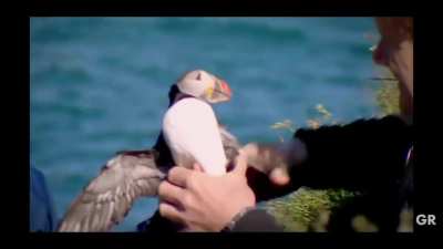 Gordon gets attackt by a puffin