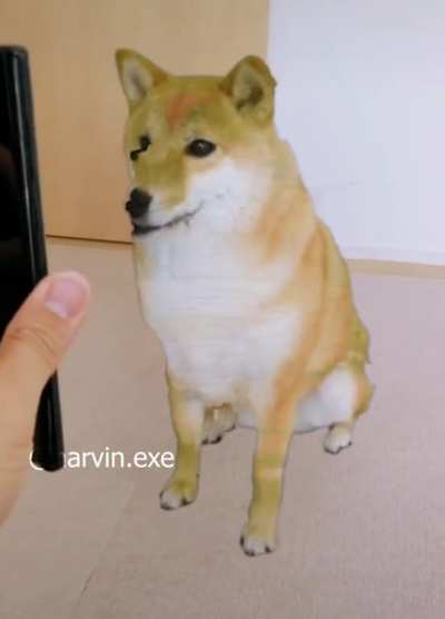 What a good dog