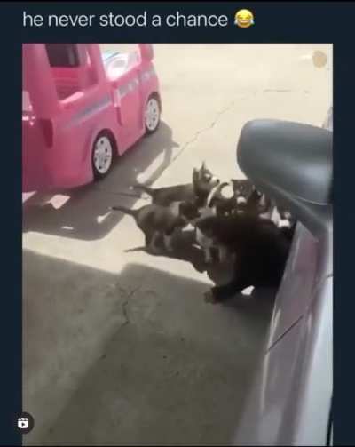 Husky apocalypse😅